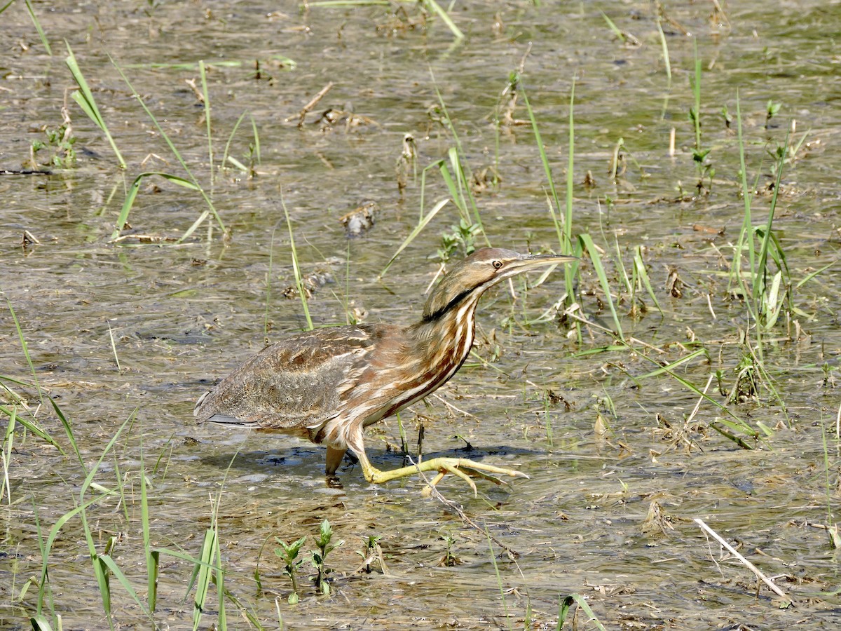 Schwarzbart-Rohrdommel - ML447255621