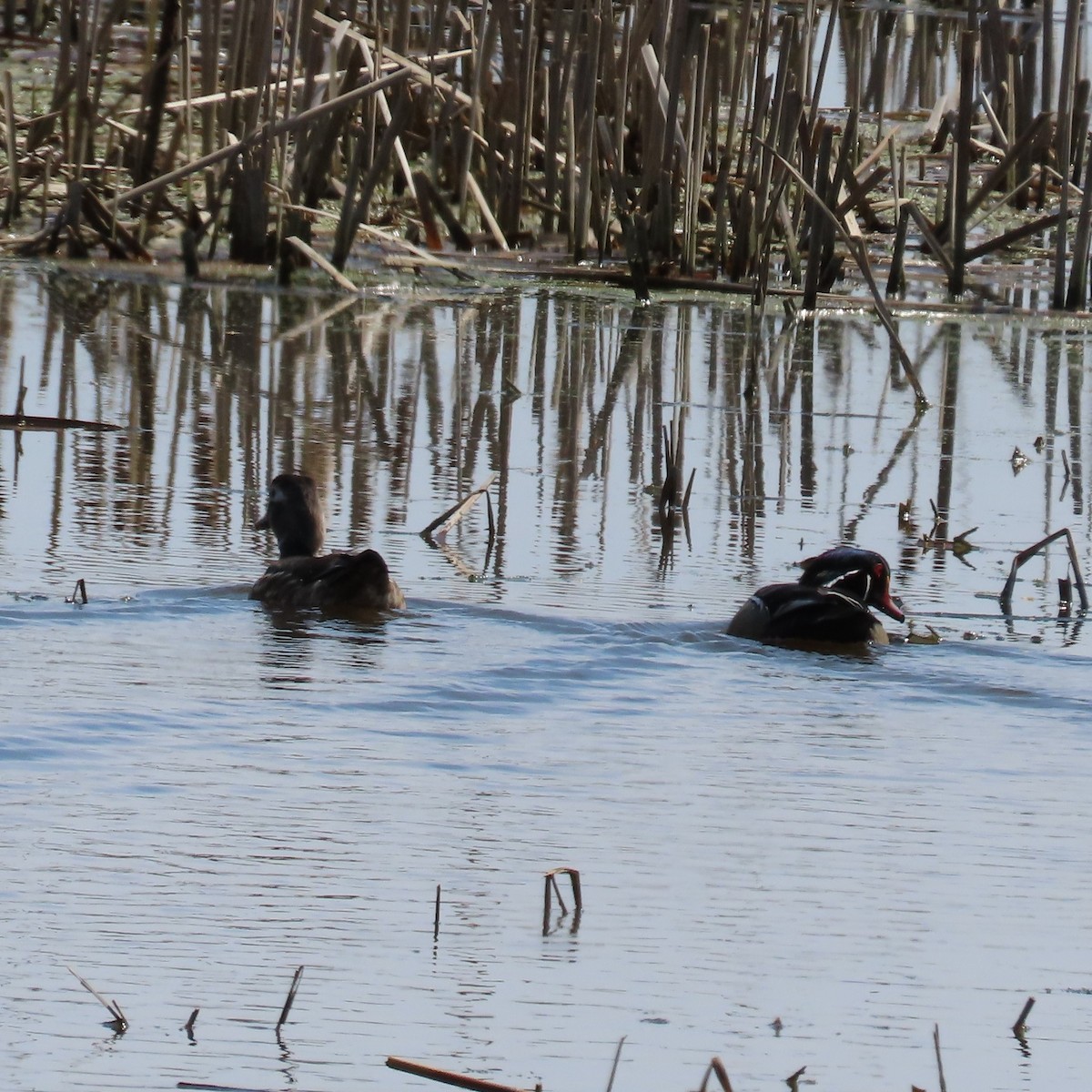 Wood Duck - Mackenzie Goldthwait