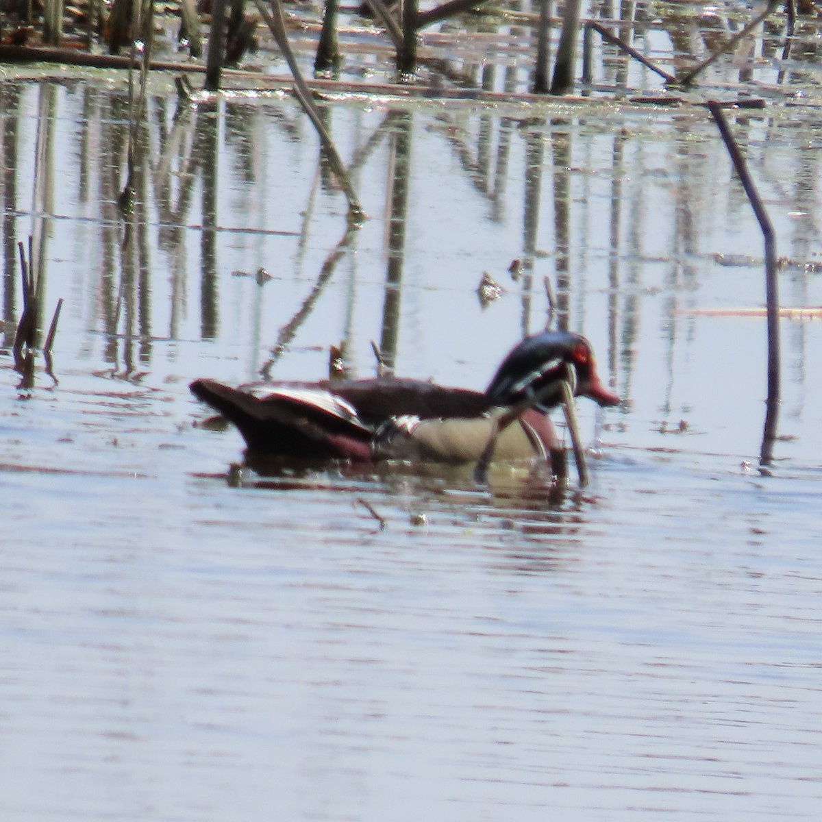 Wood Duck - ML447256931