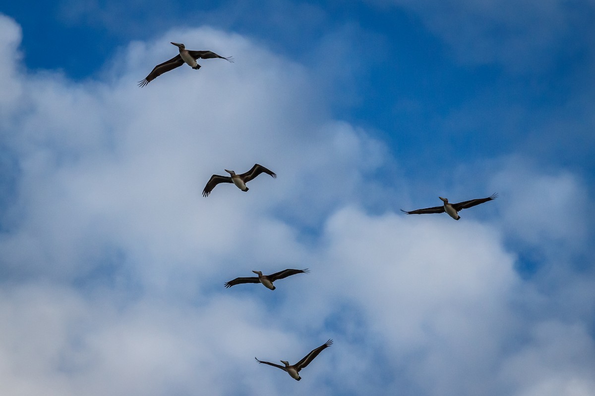 Brown Pelican - ML44726051