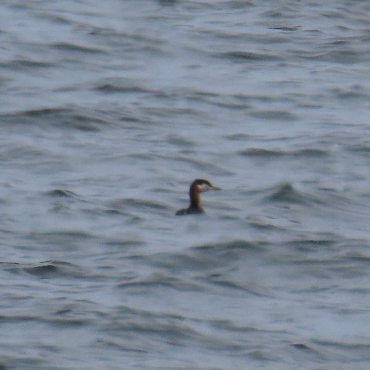 Red-necked Grebe - ML447263441