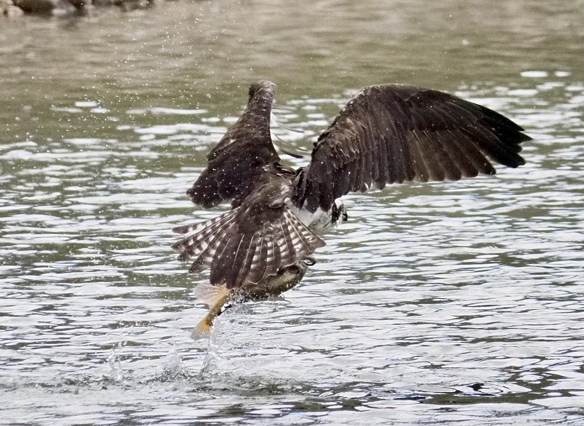 Osprey - ML447266461