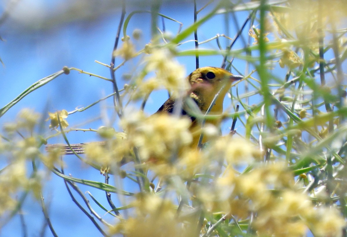 Wilson's Warbler - Norman Pillsbury