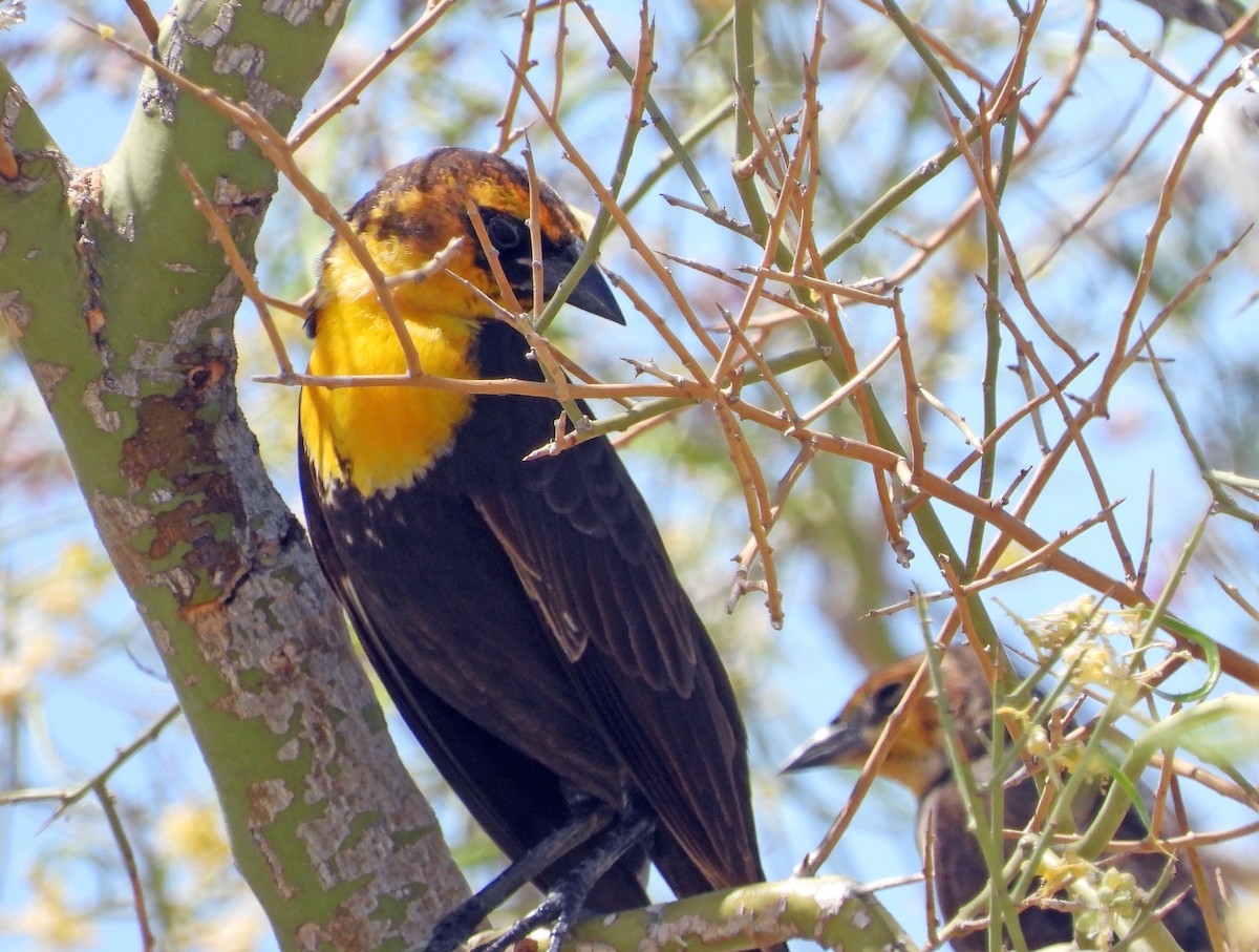 Yellow-headed Blackbird - ML447269861