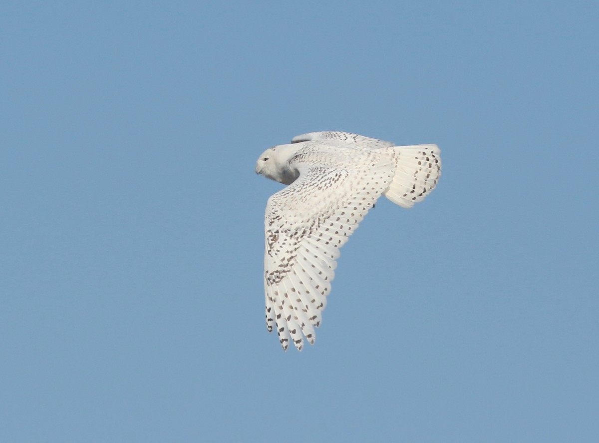 Snowy Owl - ML447270571