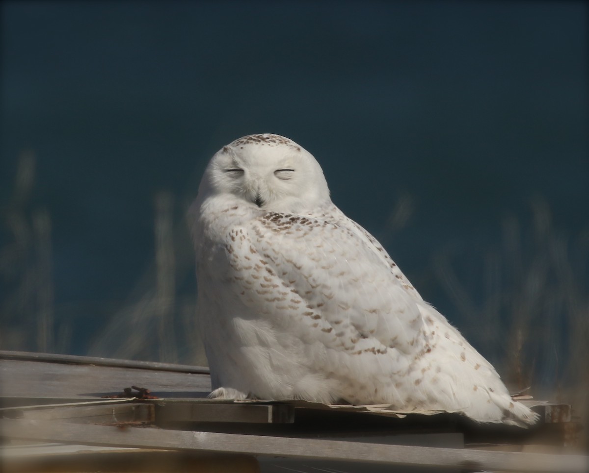 Snowy Owl - ML447270581