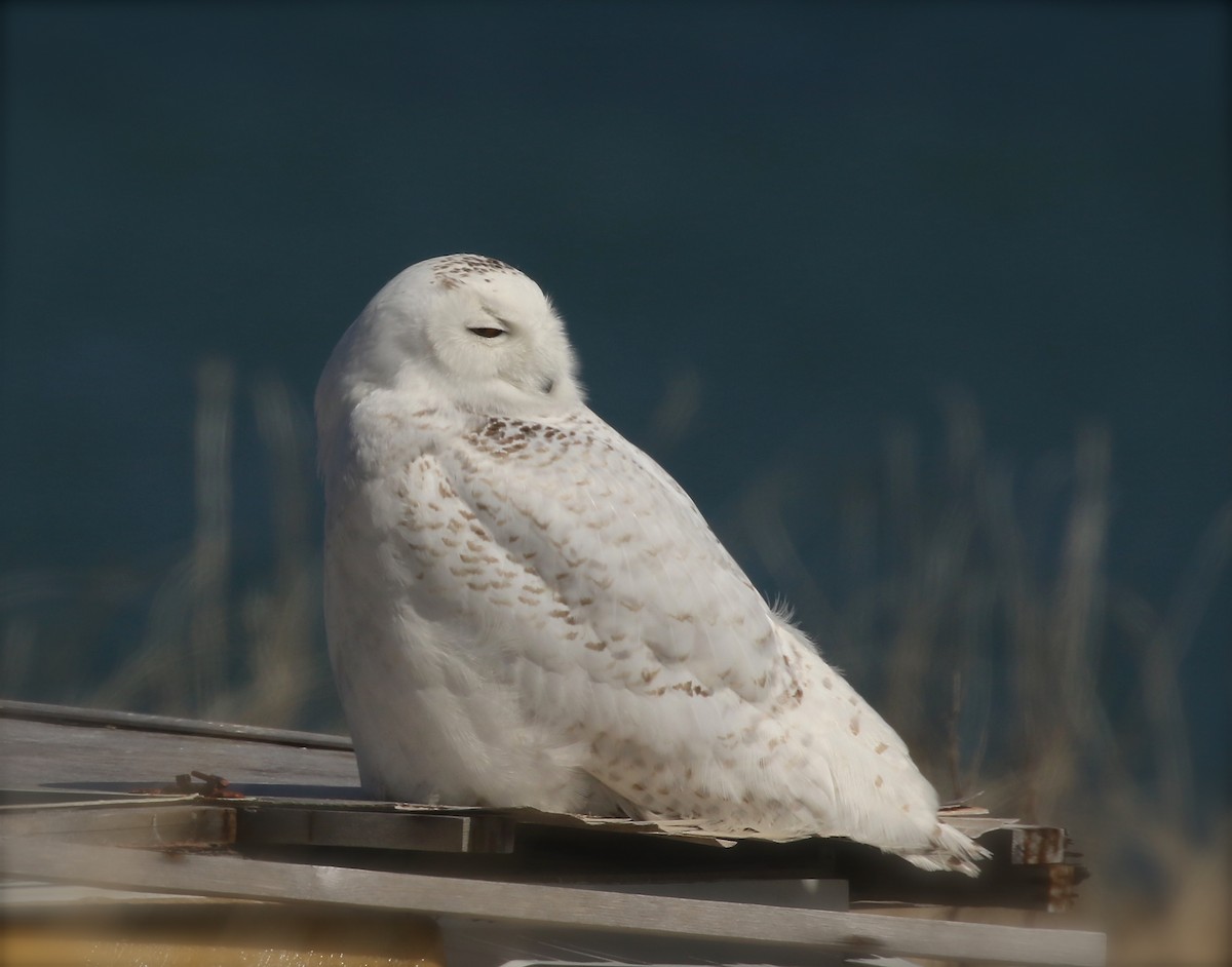 Snowy Owl - ML447270591