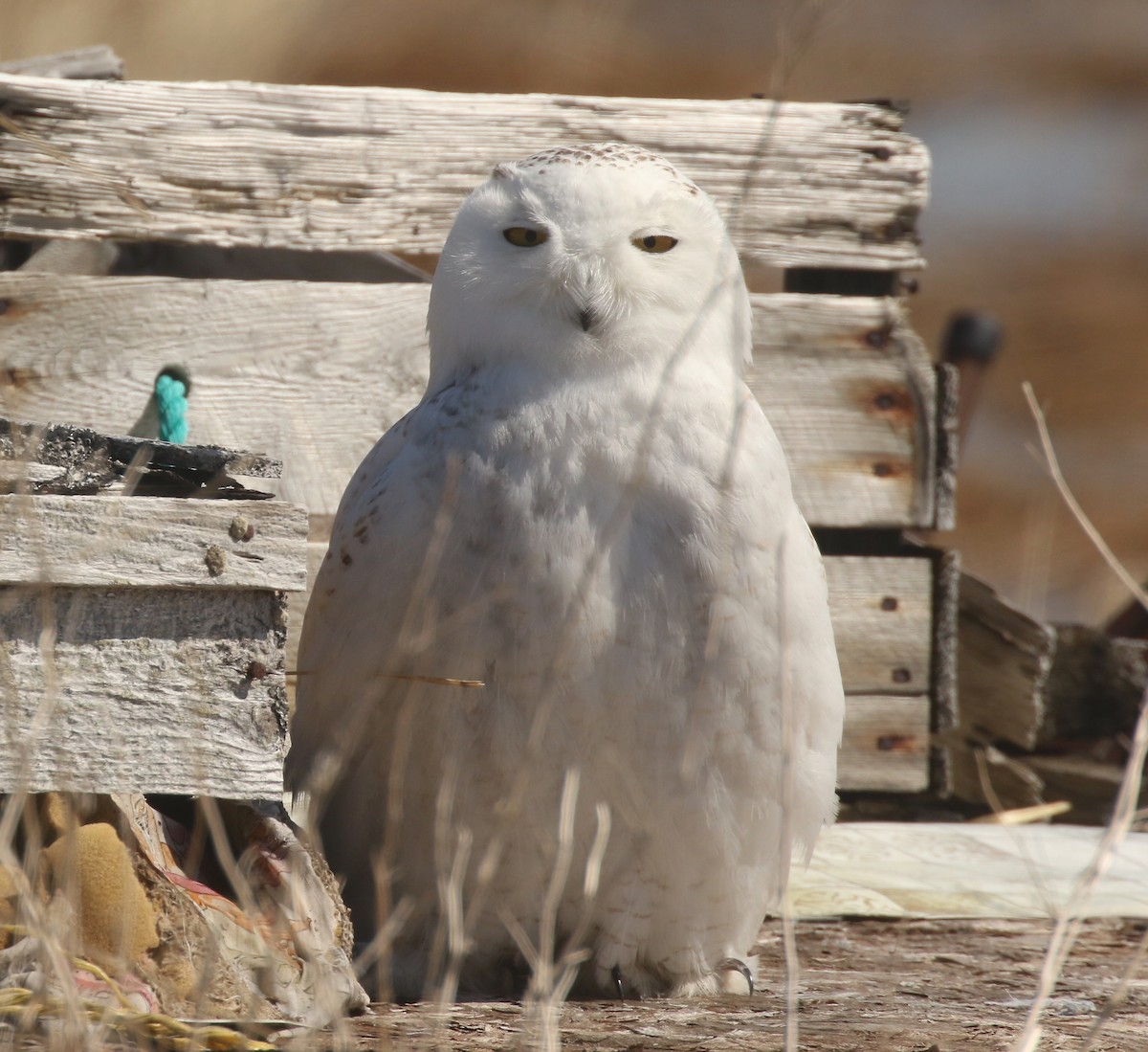 Snowy Owl - ML447270601