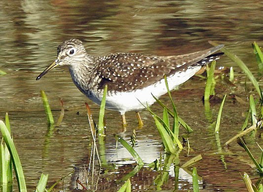 Solitary Sandpiper - ML447270881