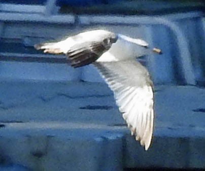 Ring-billed Gull - ML447271971