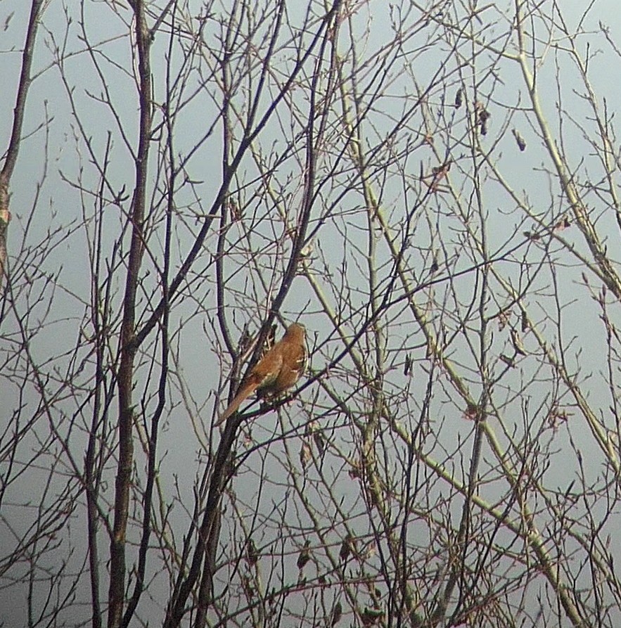 Brown Thrasher - ML447272681