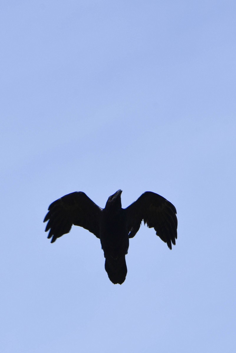 Common Raven - ML447274351