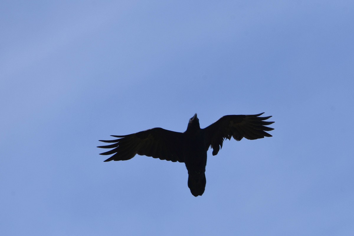 Common Raven - ML447274381