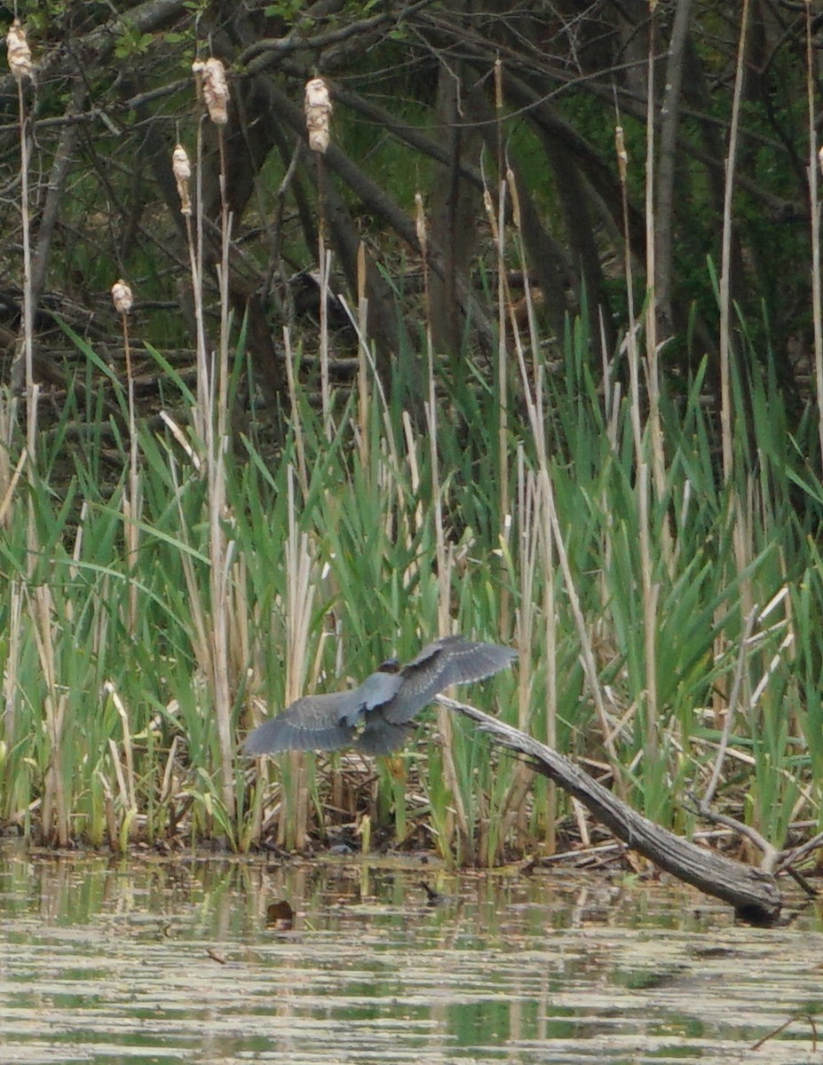 Green Heron - ML447275411