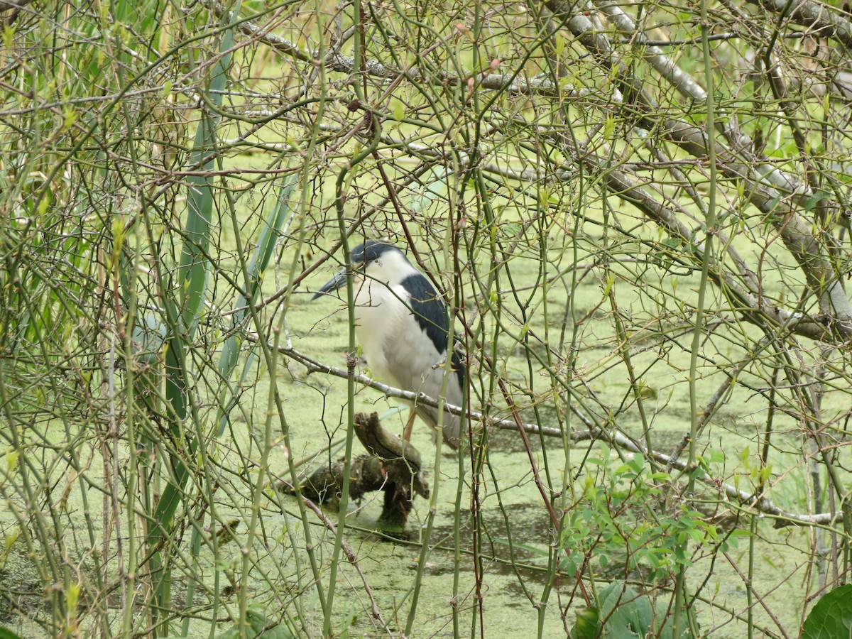 Black-crowned Night Heron - ML447275541