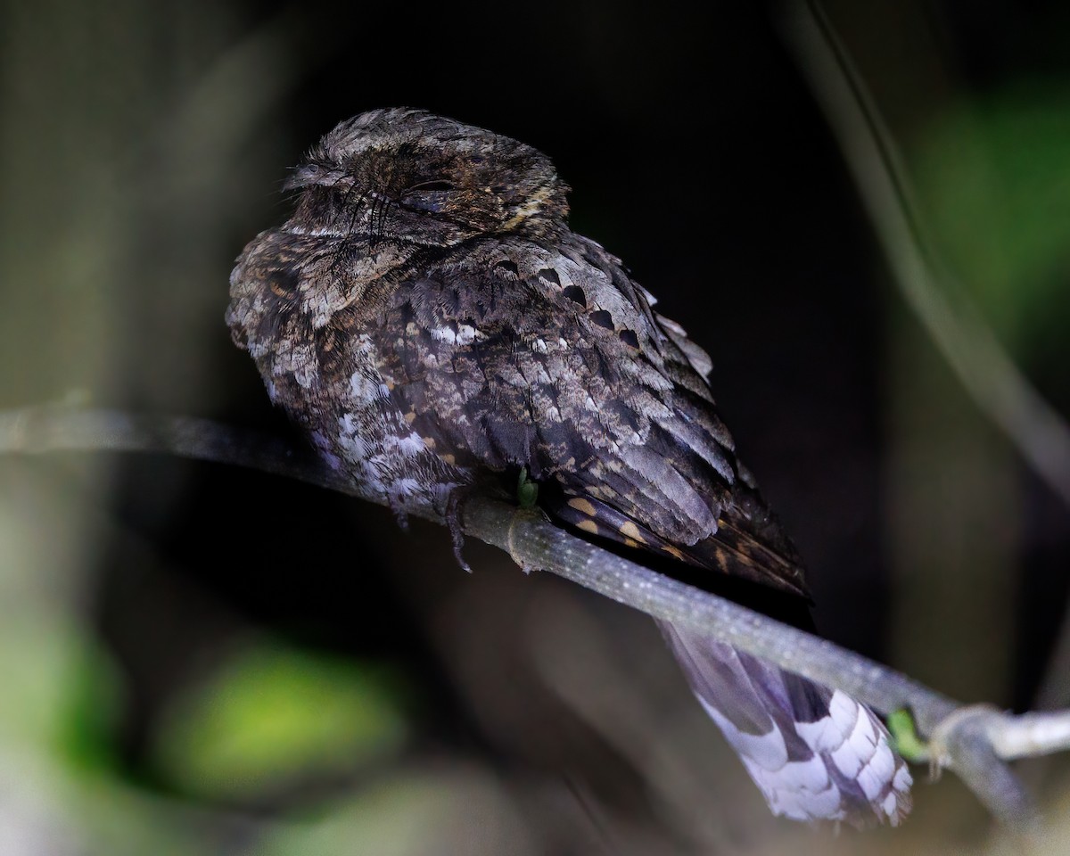 Yucatan Poorwill - ML447275811