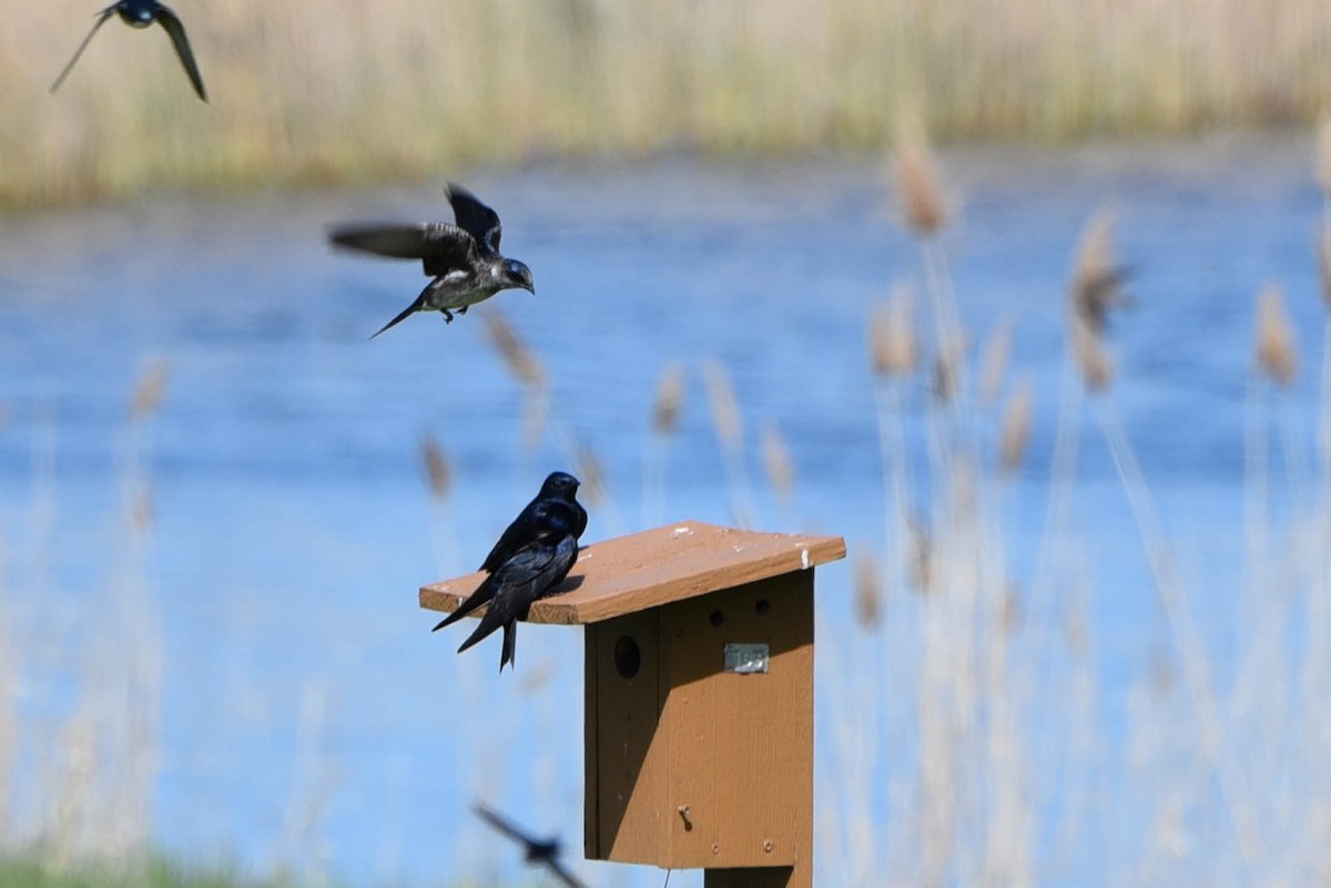 Purple Martin - ML447276141