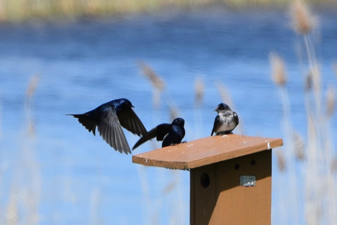 Purple Martin - ML447276171