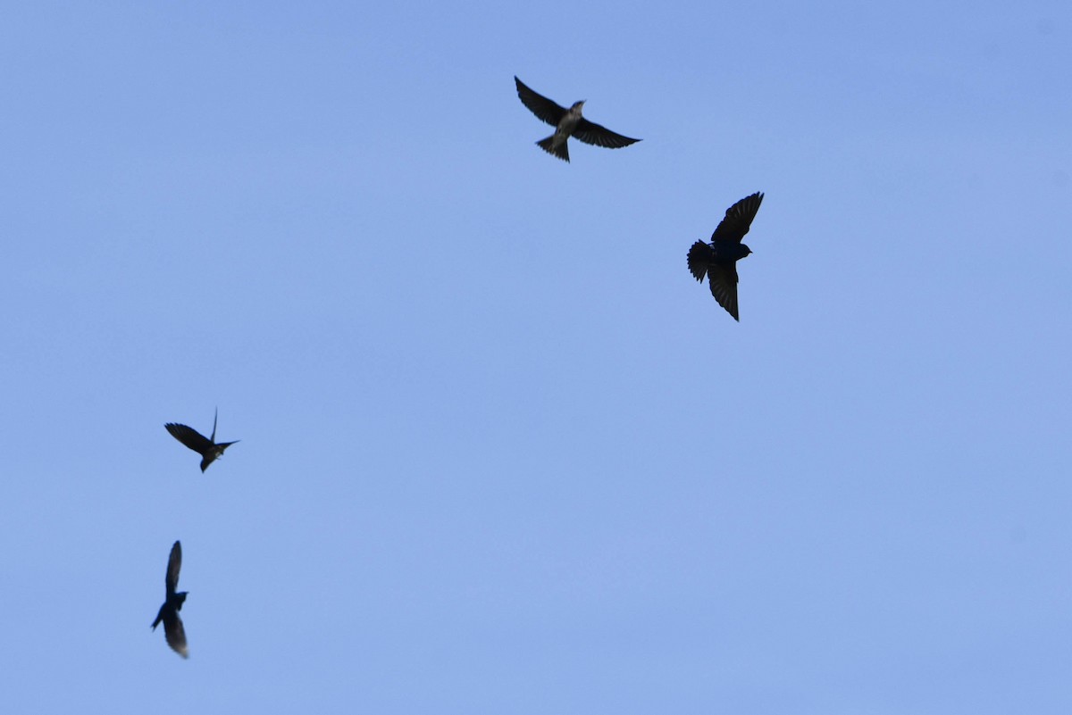 Purple Martin - ML447276411