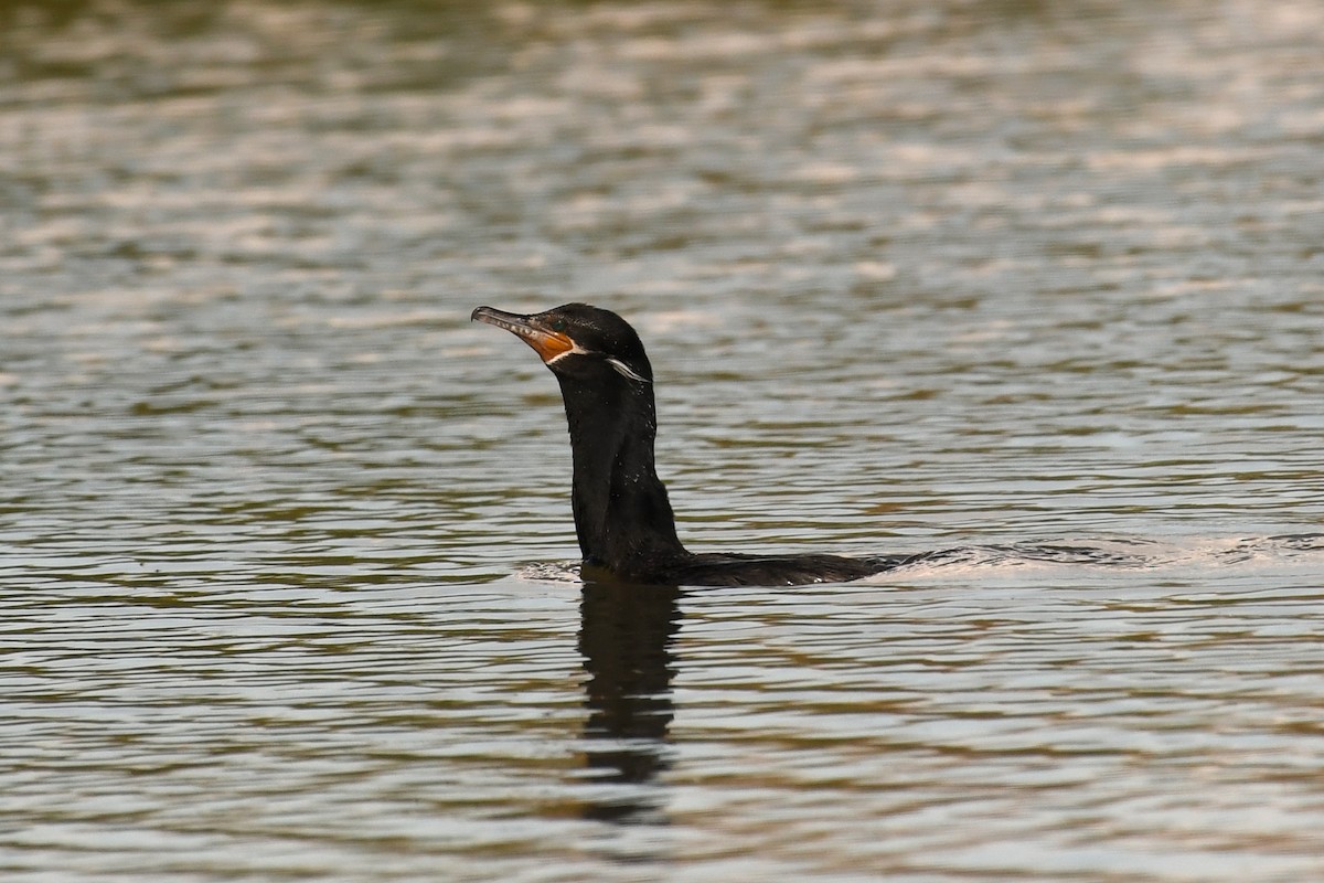 Cormoran vigua - ML447278891