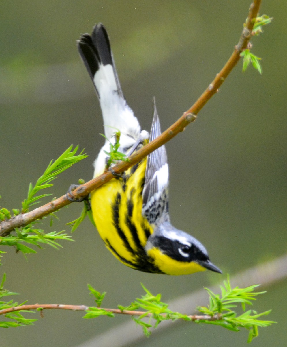 Magnolia Warbler - Dennis Elder