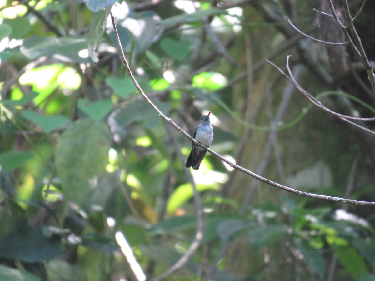 Blue-chested Hummingbird - ML447279971