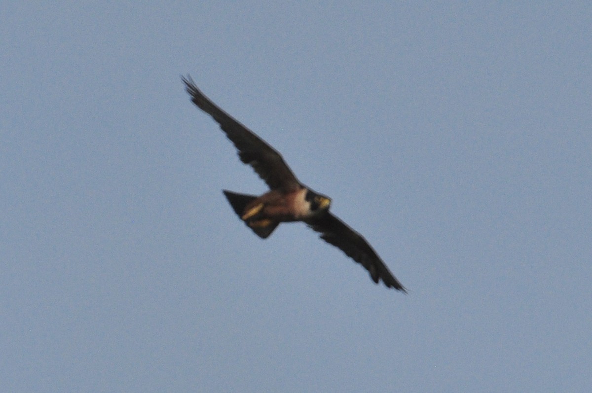 Peregrine Falcon (Shaheen) - ML447280741