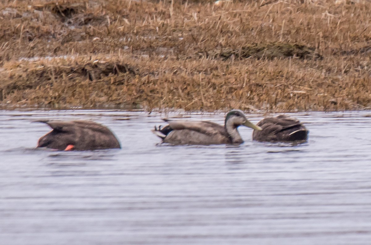 Mallard x American Black Duck (hybrid) - ML447281581
