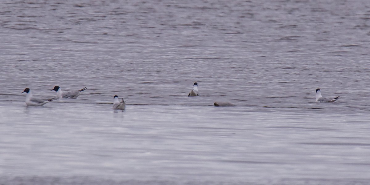 Bonaparte's Gull - ML447282141