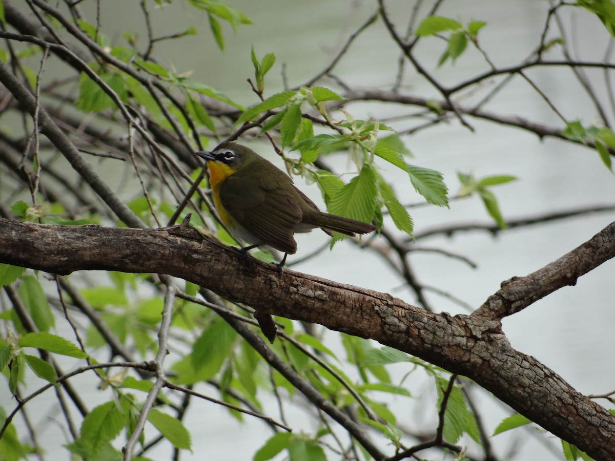 Yellow-breasted Chat - ML447282571