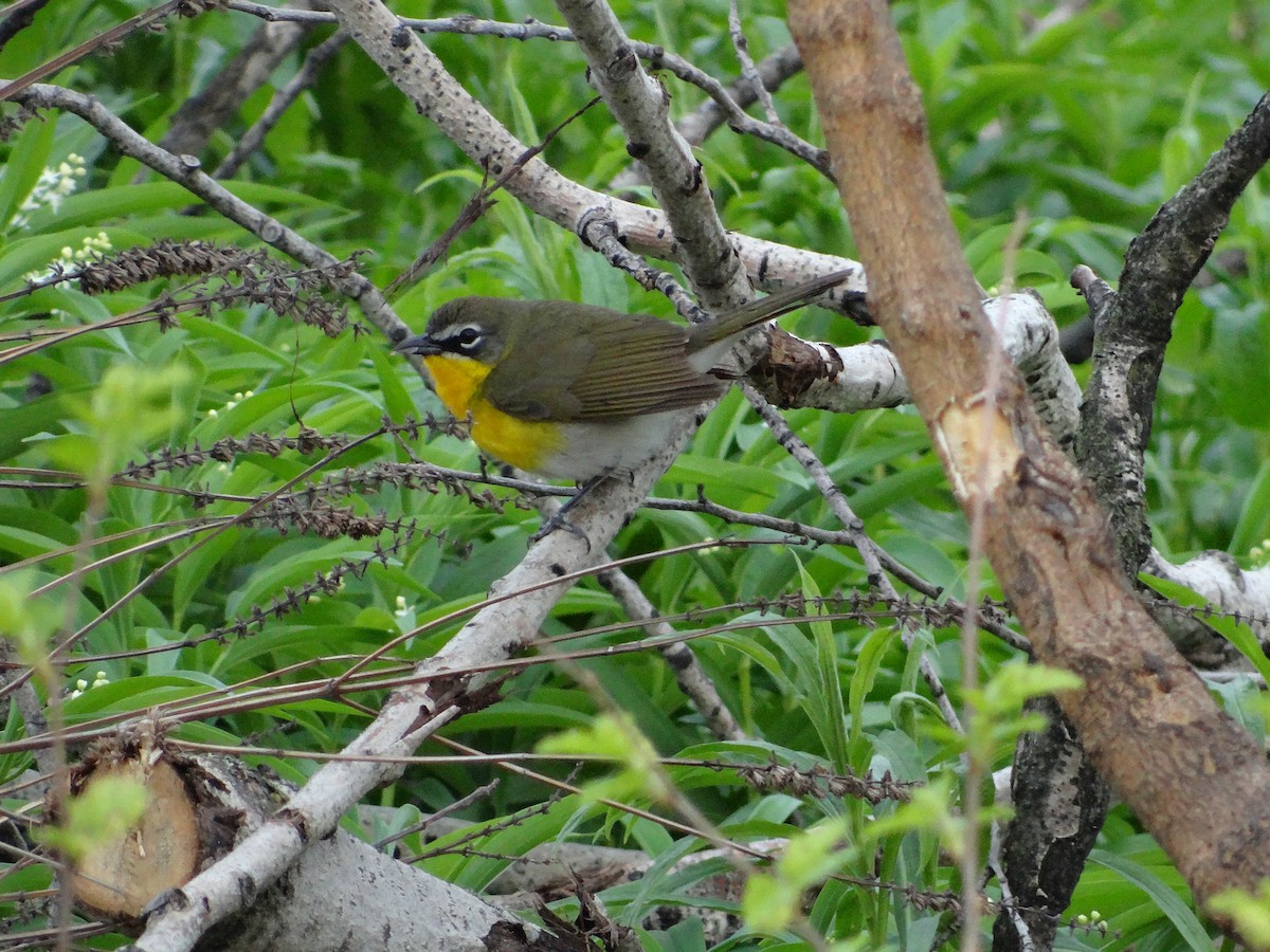 Yellow-breasted Chat - ML447282581