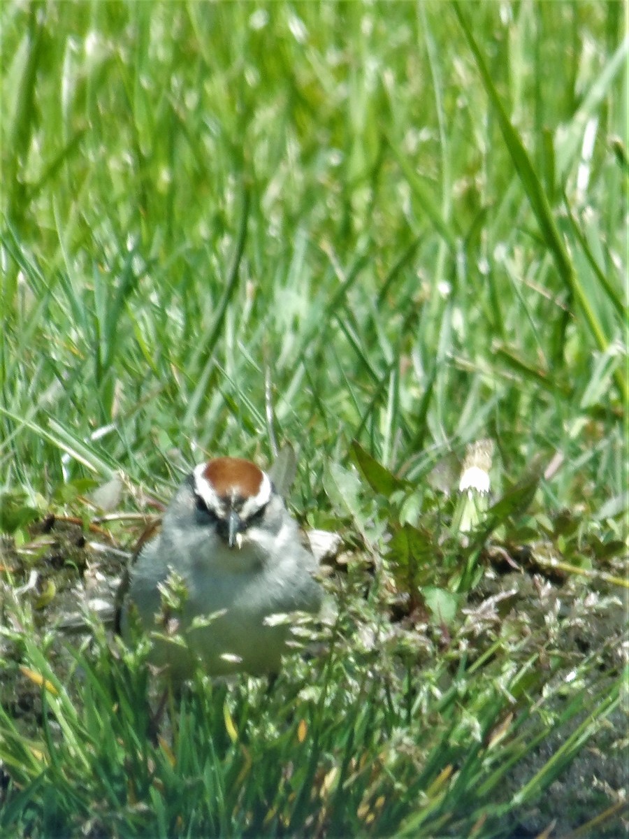 Chipping Sparrow - ML447282721