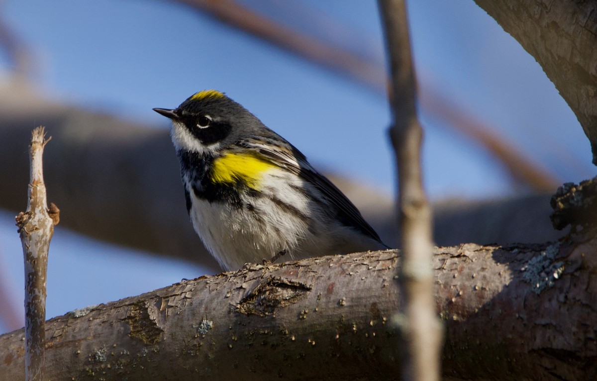 Yellow-rumped Warbler - Dominic Stones