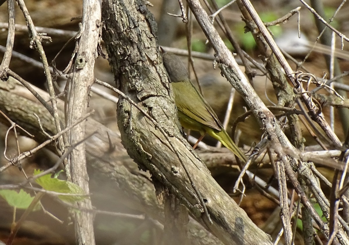 Mourning Warbler - ML447284171