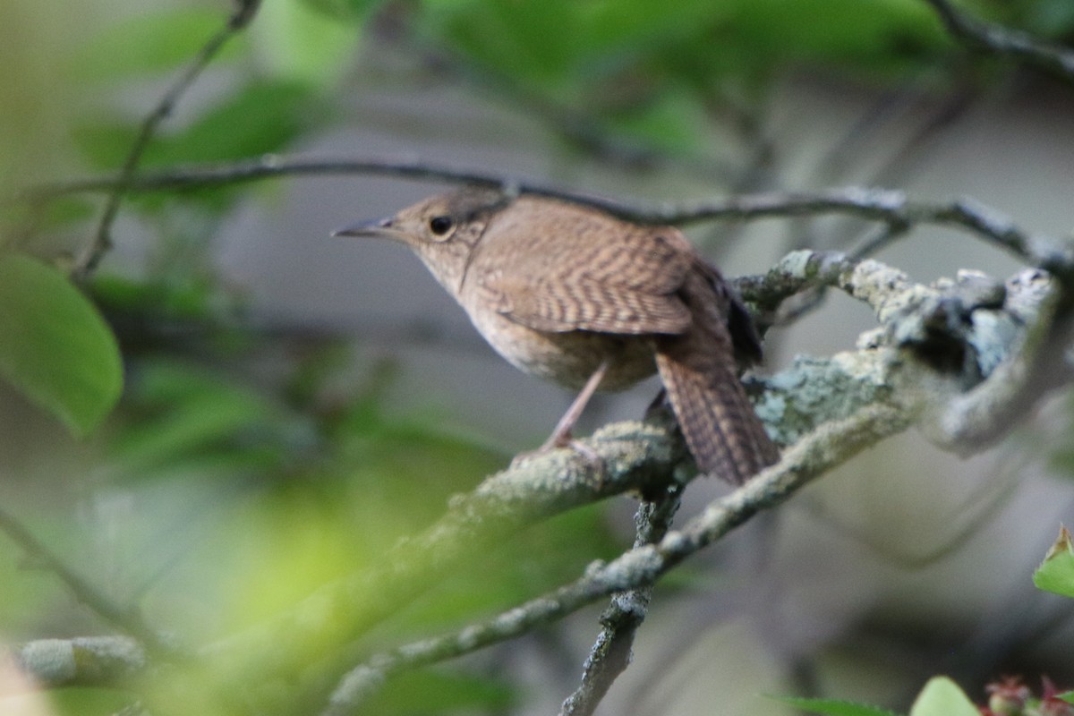 House Wren - ML447284761