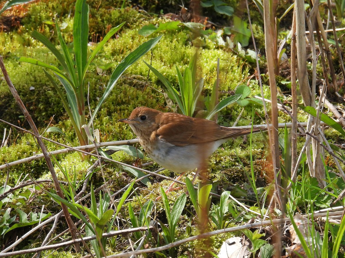 Veery - ML447285211