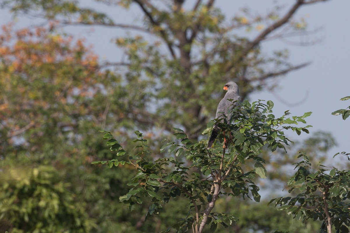 Dark Chanting-Goshawk - Chris Wood