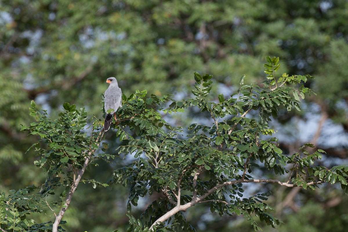 Dark Chanting-Goshawk - Chris Wood