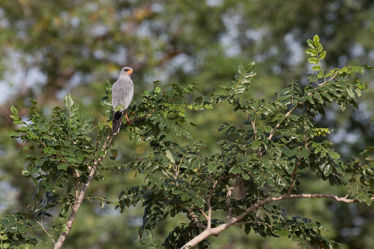 Dark Chanting-Goshawk - Chris Wood