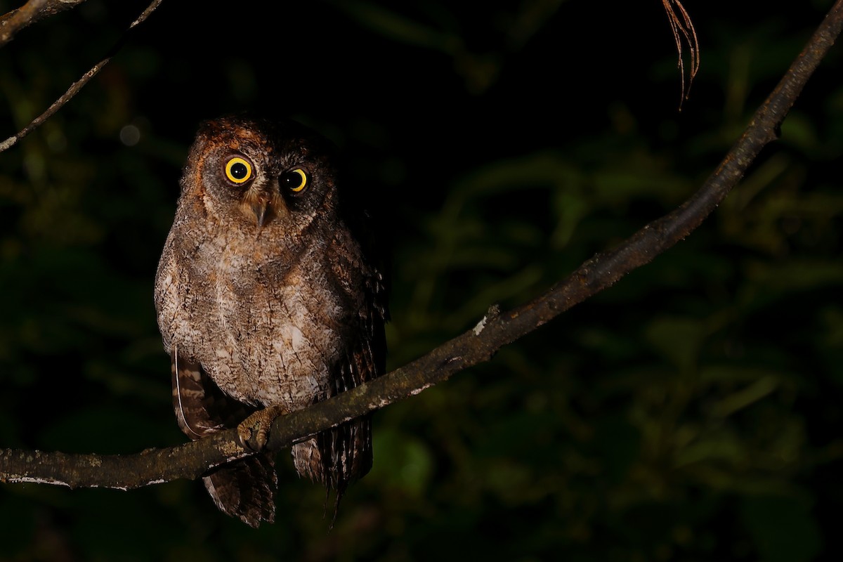 Ryukyu Scops-Owl - Hao Zheng