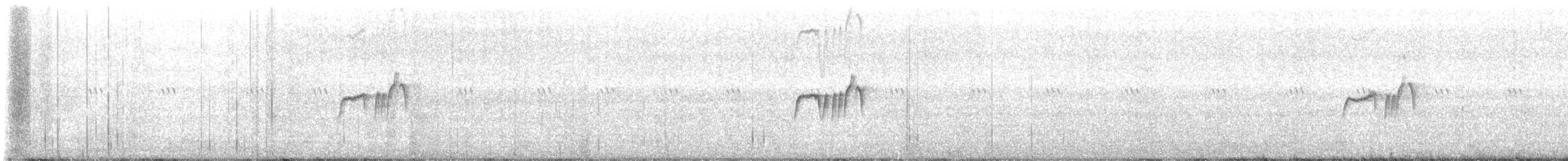 Schwarzkopf- x Weißbauch-Phoebetyrann (Hybrid) - ML447286001