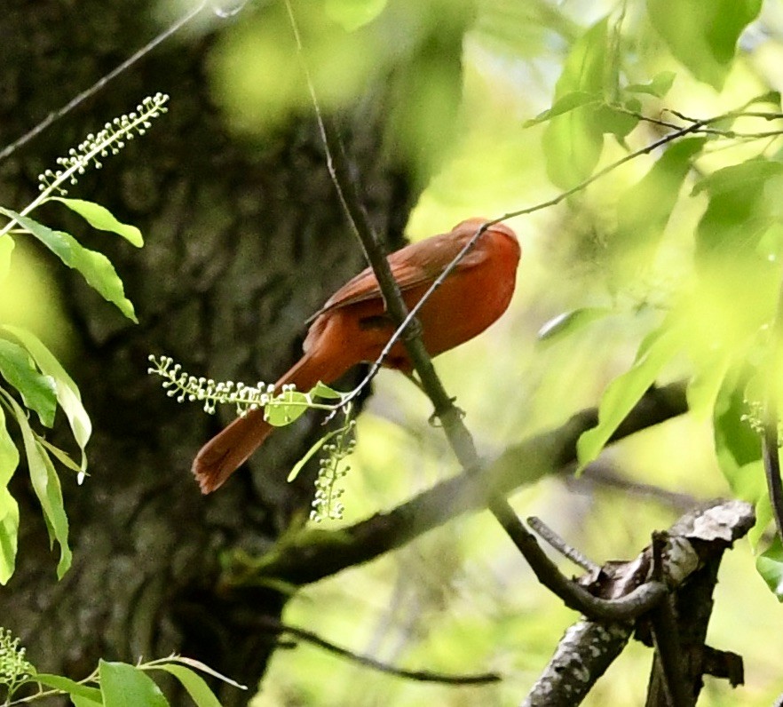 Summer/Scarlet Tanager - ML447287571