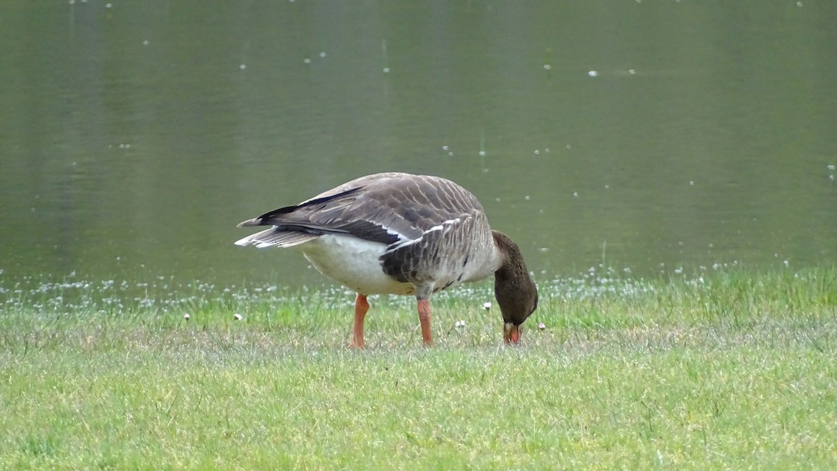 Greater White-fronted Goose - ML447287801