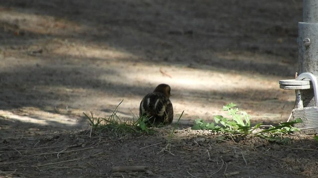 Yellow Rail - ML447288541