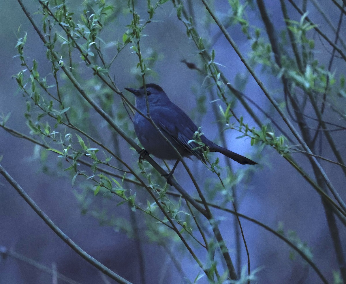 Gray Catbird - ML447289911