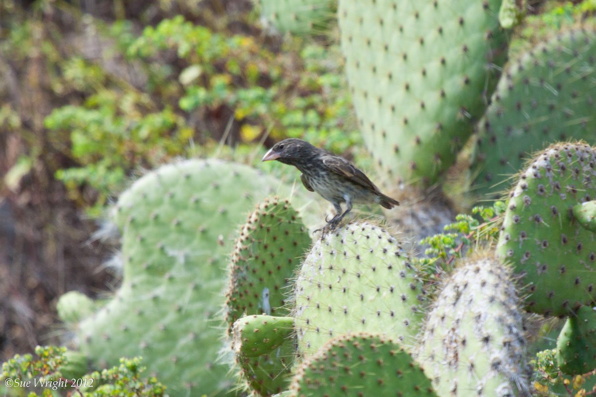Pinzón de Darwin de Los Cactus - ML44729181
