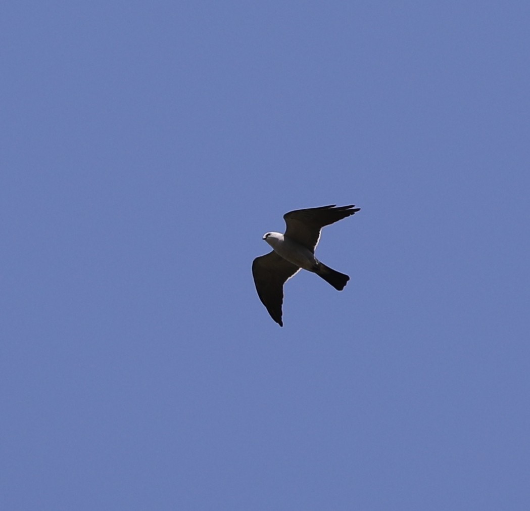 Mississippi Kite - ML447293911