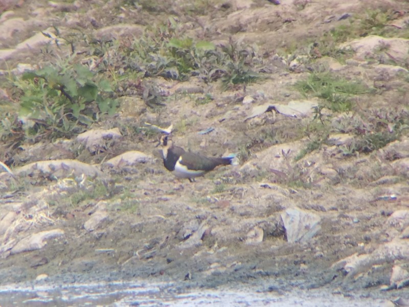 Northern Lapwing - ML44729451