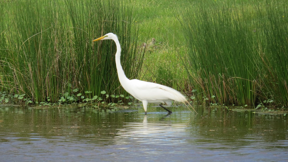 Great Egret - Nick Dawson