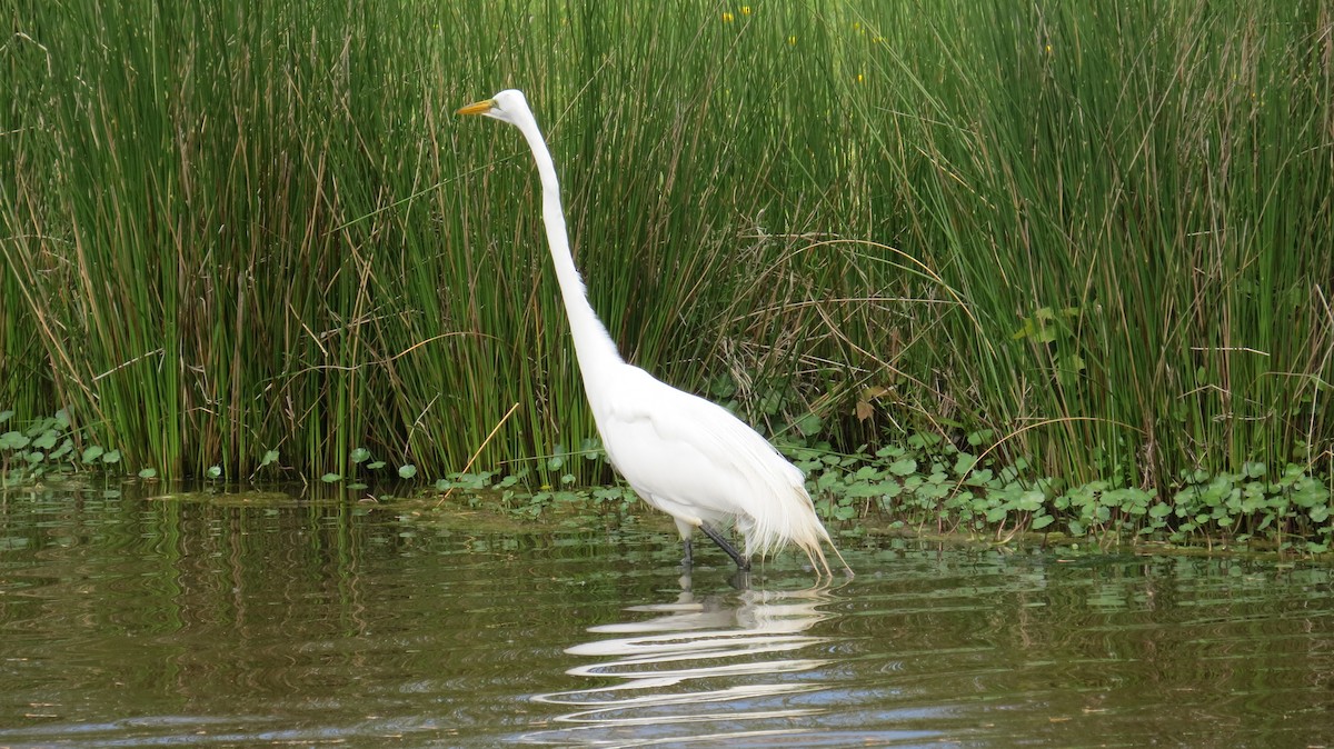 Great Egret - ML447294571